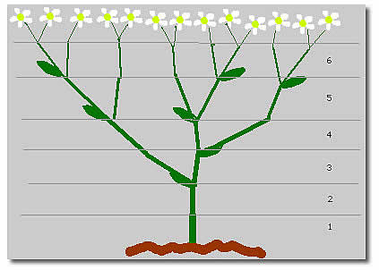 Mil-folhas (esquema)